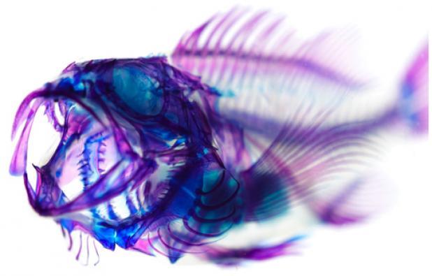 Efecte - fishdyed.jpg